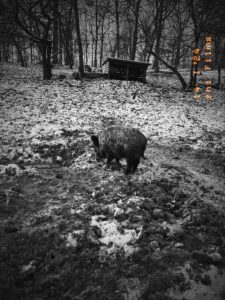 Ein Wildschwein interessiert sich mehr für den Boden. Im Wildpark Ernstbrunn.