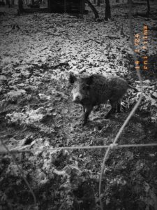Ein Wildschwein blickt mich an. Im Wildpark Ernstbrunn.