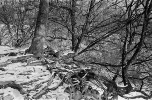 Faszinierendes Holzwachstum bei Geäst und Wurzelwerk. Zwischen Schnee und Gestein will sich der Baum auch noch behaupten und schafft dies recht eindrücklich. Gesehen im Wildpark Ernstbrunn.