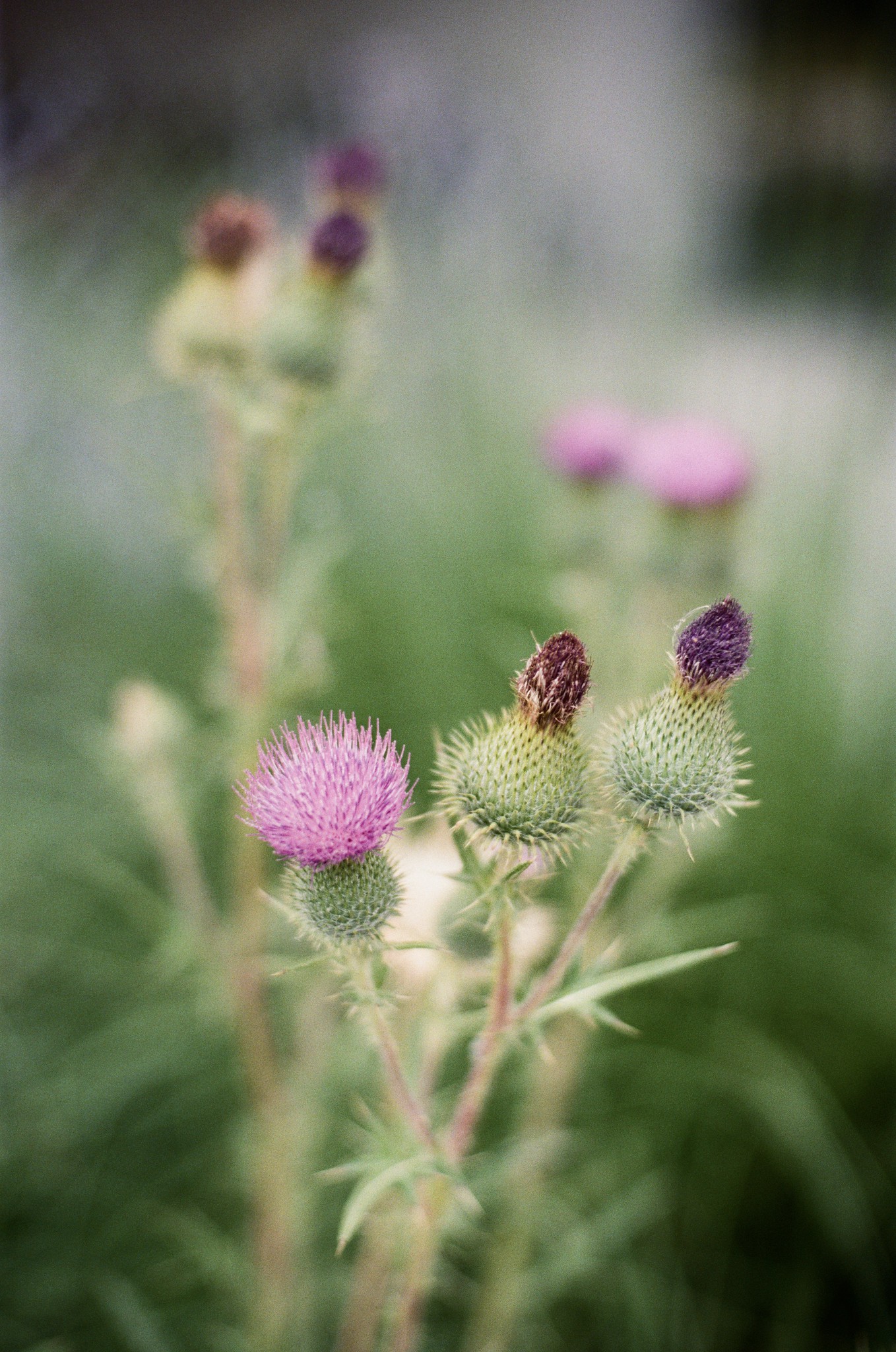 2025/001: Eine gewöhnliche Kratzdistel (Cirsium vulgare) in Neuleopoldau, Floridsdorf, Wien.
