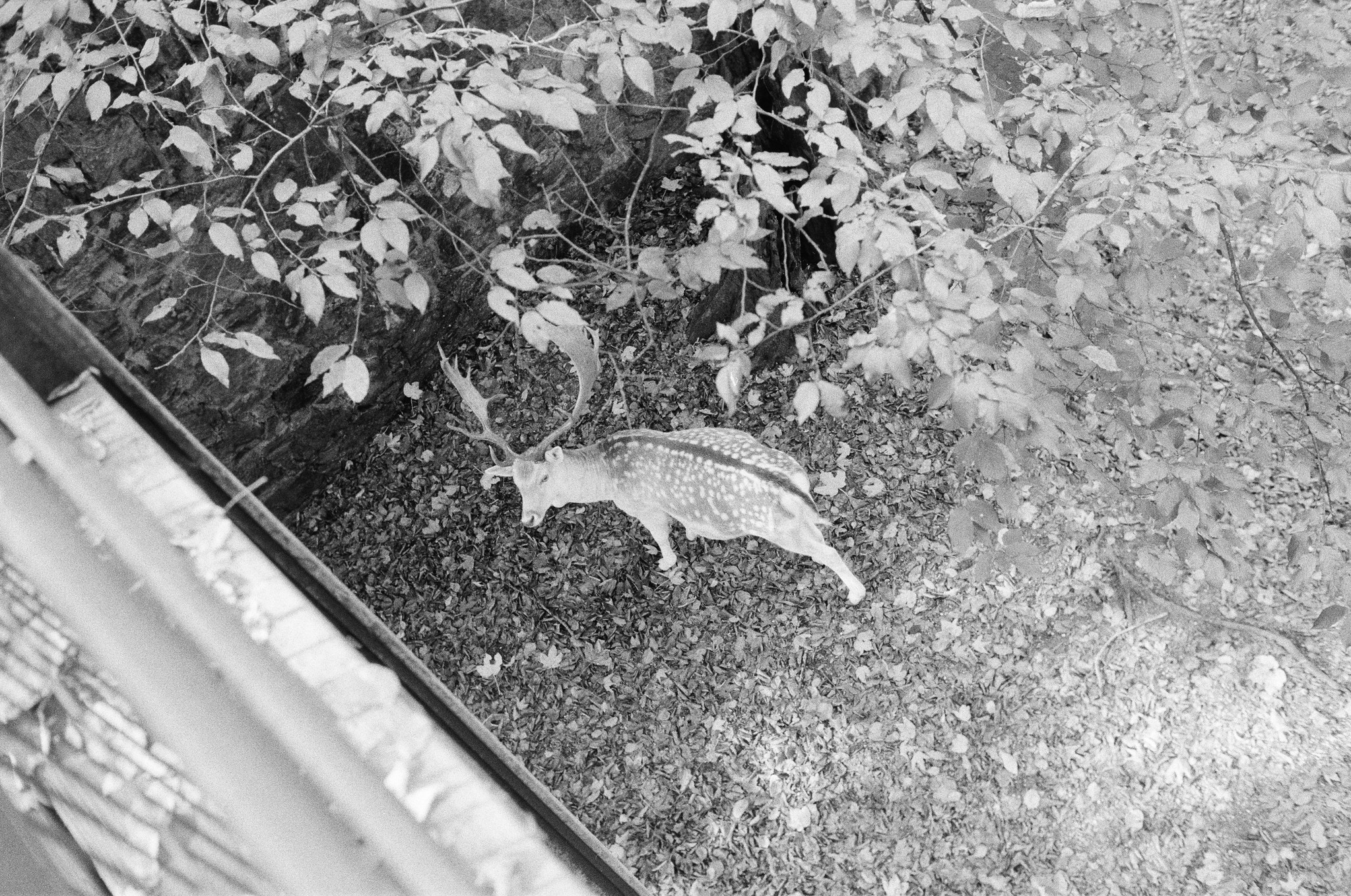 2025/005: Ein Damhirsch am Pöstlingberg bei Linz, direkt in meine Linse blickend.