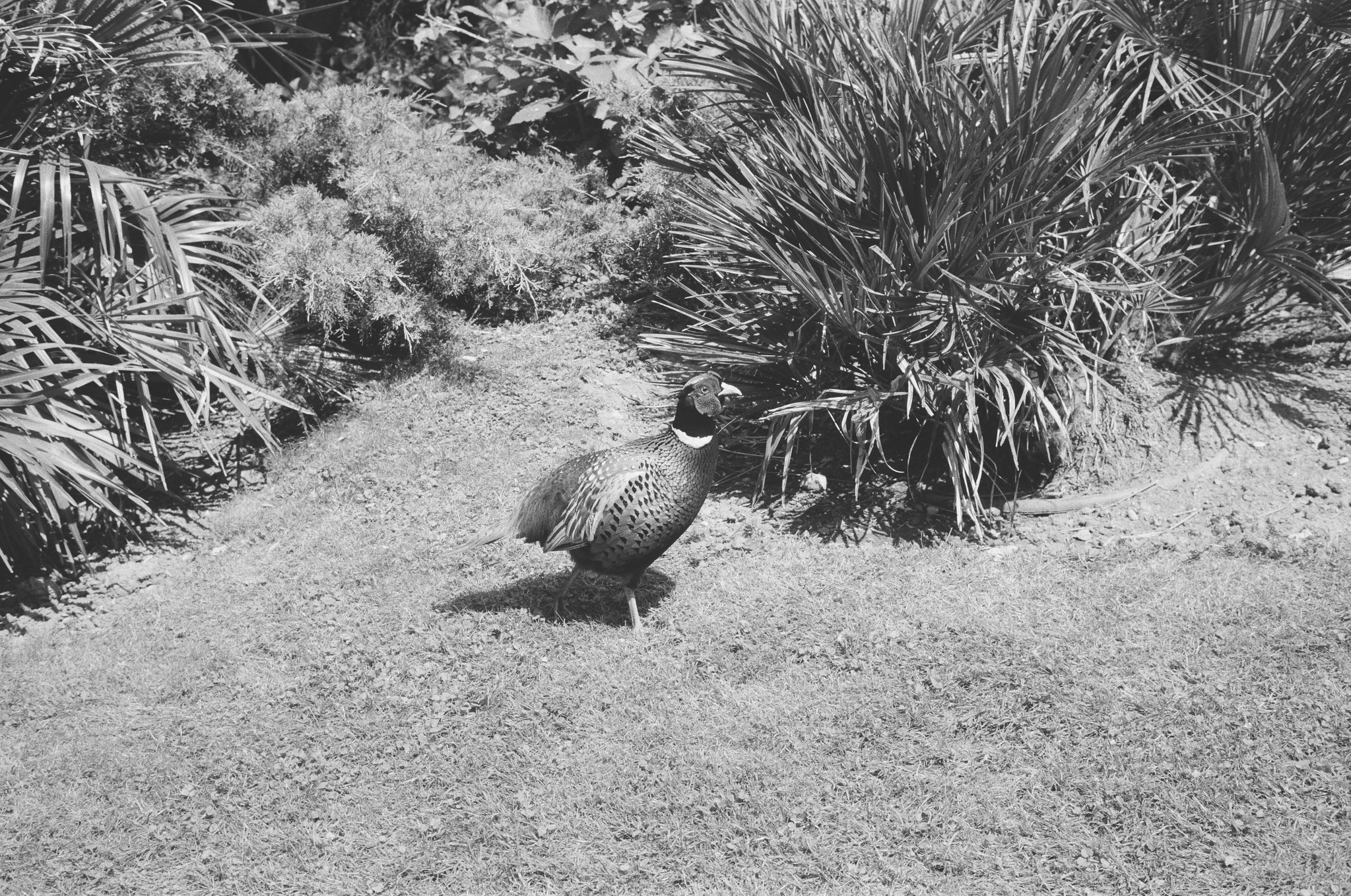 Ein Fasan im Schlosspark von Ludwigsburg.
