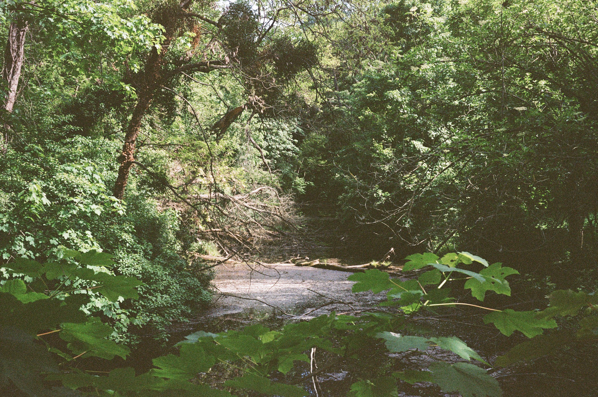 Ein Einblick in die Auenlandschaft bei Rusovce, südlich von Bratislava. Viel Gewächs umgeben von feuchtem Boden.