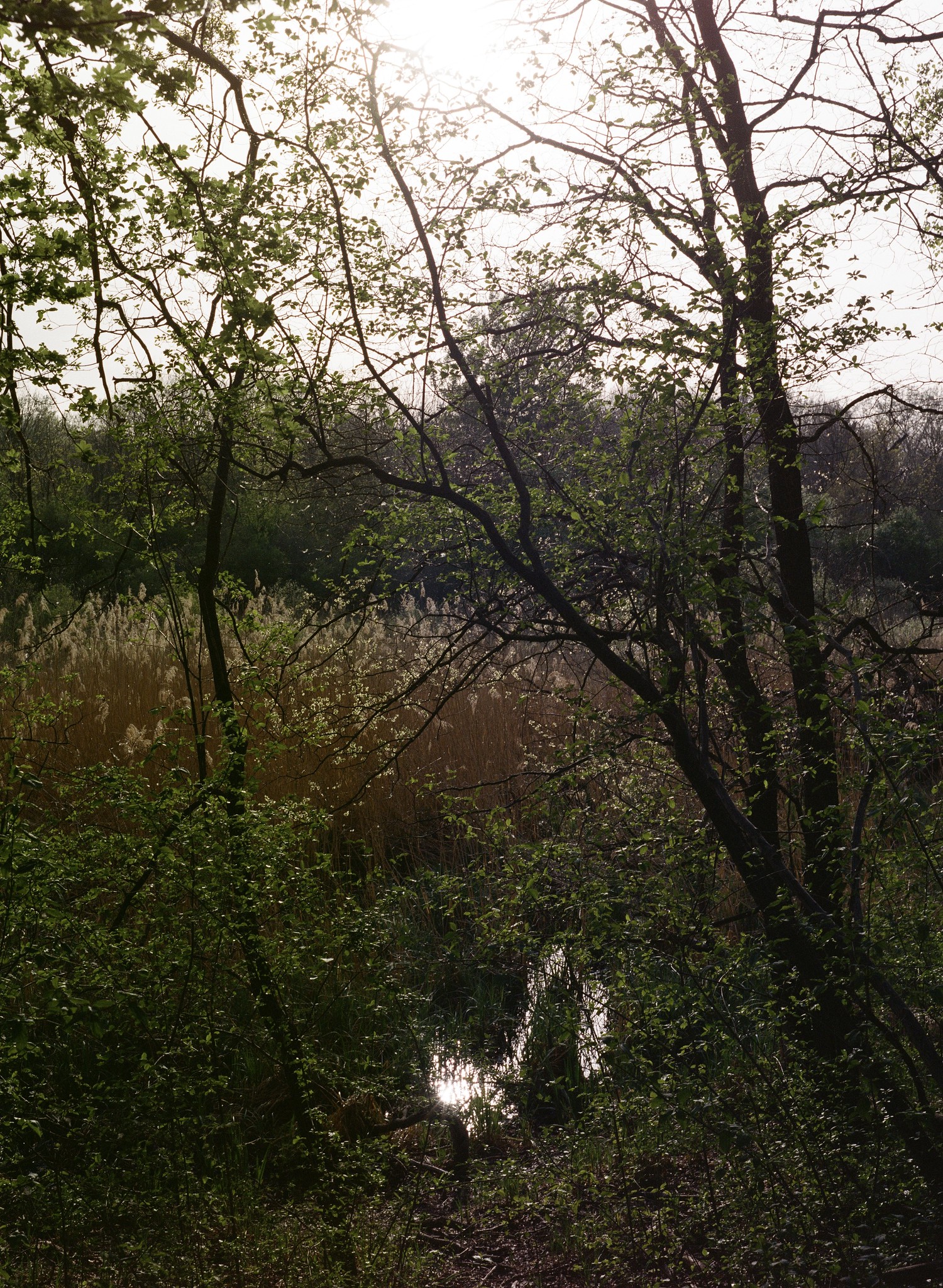 Sonnenuntergang in der Lobau. Nähe Panozzalacke. Eine Aufnahme im frühen Frühling, die Vegetation ist noch recht verhalten.