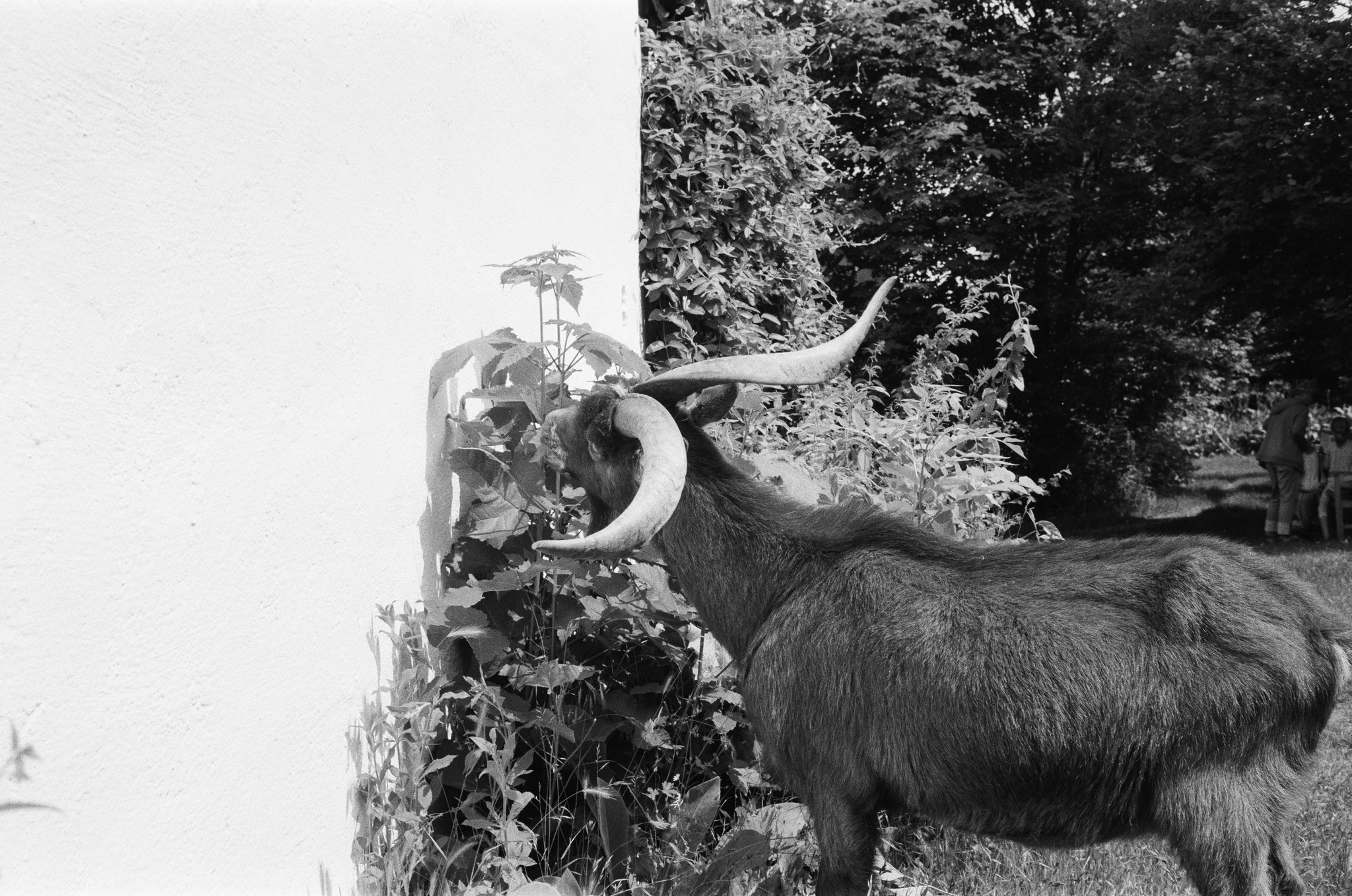 Dieser Bock ist ausgebüchst und macht sich an das saftige Gewächs im Museumsdorf Niedersulz heran.