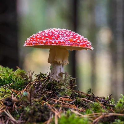 Pilzhexe Rundhut